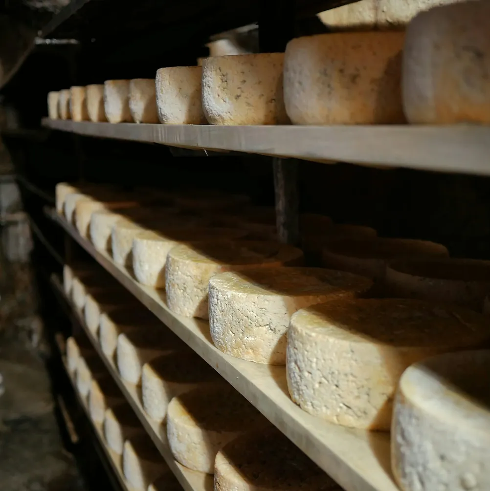 Τυριά στην ωρίμανση