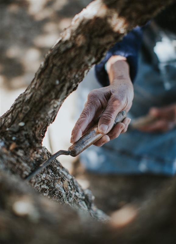 Παραγωγός που μαζεύει τα δάκρυα της μαστίχας